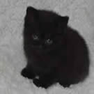 ChocoaltBritish Shorthair cats - colourpointed british cat - puddins kittens